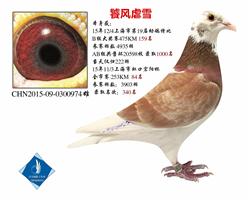 15年秋上海市幼鸽特比B组 已转