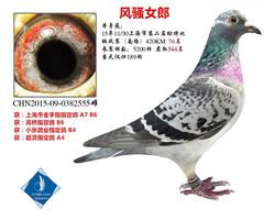 15年秋上海市幼鸽挑战赛特比76名 已转