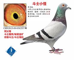 15年秋市挑战赛特比 288名 已转