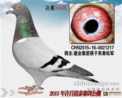 许昌铭泰公棚决赛354名