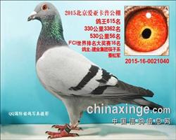 北京爱亚卡普公棚决赛56名