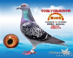 温州振宇入赏鸽