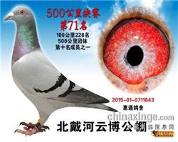 东方不败获奖鸽