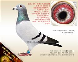 【極品靚女】“至尊号”回血直女！