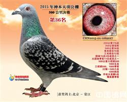 预赛冠军