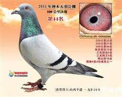 鸽王5名