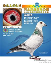 海逸鸽王19名(转沧州）