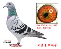 东方不败桑杰士