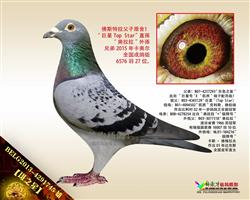 【斑之星】“巨星Top Star”直孫