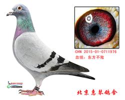 东方不败桑杰士