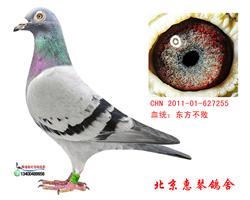 东方不败桑杰士