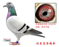 东方不败桑杰士