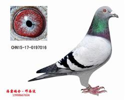 15年秋季季军克拉克