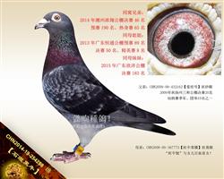 【石斑黑牛】“斑牛號”外孙！