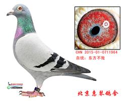 东方不败桑杰士