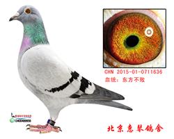 东方不败桑杰士