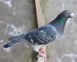 【神奇05近血】