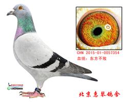 东方不败桑杰士