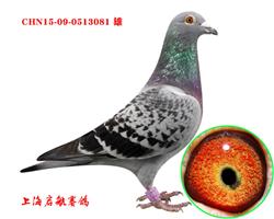 启航081（已售靖江鸽友）