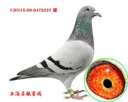 启航227（已售杭州鸽友）