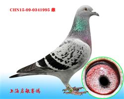 启航995（已售）