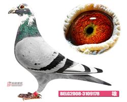 比利时蛟龙—威力万富