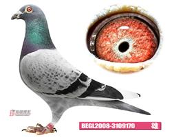 比利时蛟龙—威力万富