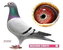 比利时蛟龙—威力万富