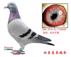 东方不败桑杰士