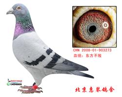 东方不败桑杰士