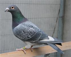 【慕利门军校生】