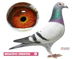 戴维.吐尼尔-艾莎公主755