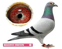 戴维.吐尼尔年轻阿拉丁376