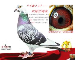 冠军团队：“王者之王020”双冠020母