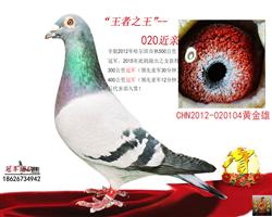 冠军团队：“王者之王020”双冠020父