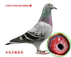启航089（已售无锡鸽友）