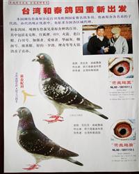 和泰鸽园种鸽欣赏