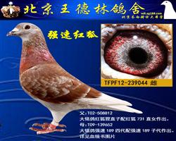 红狐731孙女（强速鸽舍郑明吉作出）