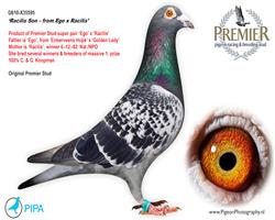 【黄金女郎近血直孙】