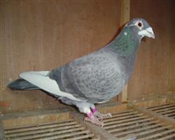 【顶级慕利门】