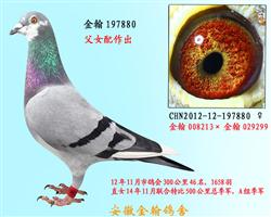 勃默德   197880