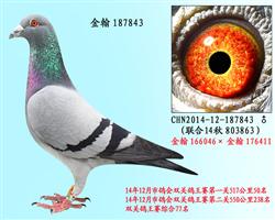 勃默德187843已售