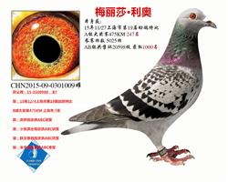 15年秋上海市幼鸽特比A组 247名已转