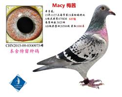15年秋上海市幼鸽特比A组637名已转