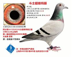 15年秋上海市幼鸽特比B组 262名