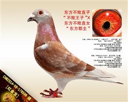 【紅金龍】“东方不败”回血直孙！