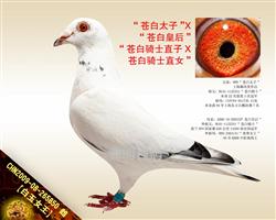 【白玉女王】“苍白骑士”回血孙女！