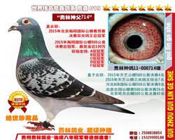 （瀚翔冠军之父）