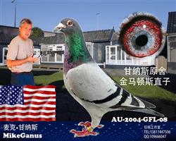 甘纳斯头号种雄金马顿斯直子