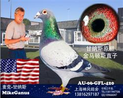 甘纳斯头号种雄金马顿斯直子